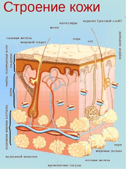Строение кожи